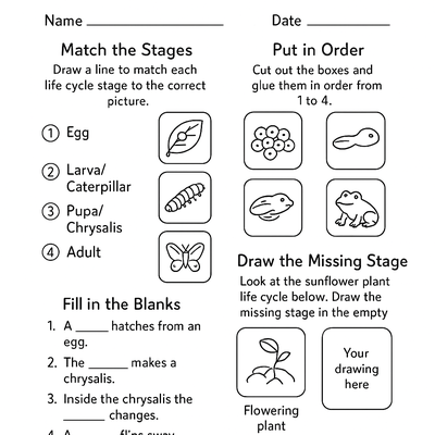 Life Cycle Worksheets Activity Sheet thumbnail